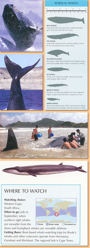 Whalewatcher. A global guide to watching whales, dolphins and porpoises in the wild