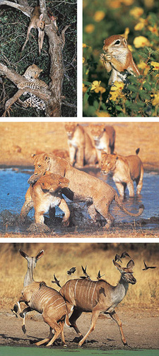 Creatures of habit. Understanding African animal behaviour, by Peter Apps and Richard du Toit
