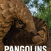 Pangolins. Scales of Injustice, by Richard Peirce. Penguin Random House South Africa. Imprint: Struik Nature. Cape Town, South Africa 2021. ISBN 9781775847120 / ISBN 978-1-77-584712-0