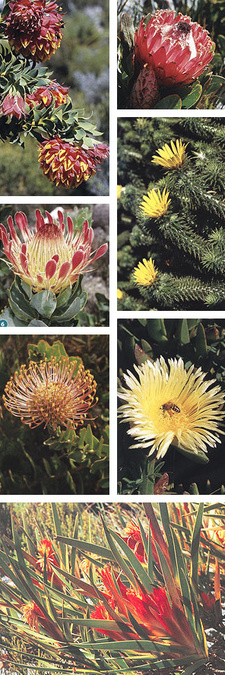 Images from Field Guide to Fynbos, by John Manning and Colin Paterson-Jones.
