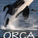 Orca. The day the Great White sharks disappeared, by Richard Peirce. Penguin Random House South Africa. Imprint: Struik Nature. Cape Town, South Africa 2019. ISBN 9781775846420 / ISBN 978-1-77-584642-0