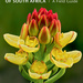 Orchids of South Africa: A Field Guide, by Steve Johnson, Benny Bytebier and Herbert Stärker. Penguin Random House South Africa. Cape Town, South Africa 2015. ISBN 9781775841395 / ISBN 978-1-77584-139-5