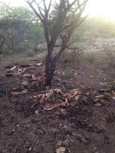 Namibia: Viehdiebstahl immer schlimmer. Illegale Schlachtstelle von Viehdieben im Dickbusch. Foto: Ivo Kompat