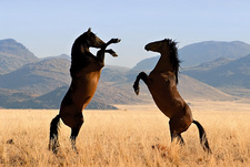 Dürre dezimiert wilde Pferde in Namibia.