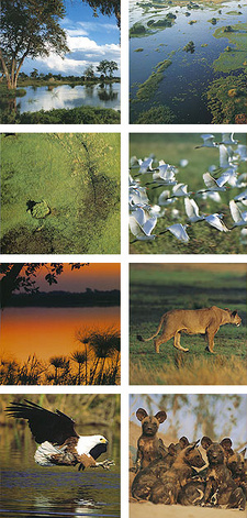 Okavango. A Journey, by Adrian Bailey and Robyn Keene-Young. ISBN 9781770072718 / ISBN 978-1-77-007271-8