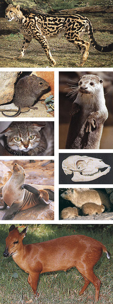 Field Guide to Mammals of Southern Africa, by Chris Stuart and Tilde Stuart.