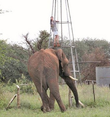 Überraschungsbesuch auf Namibia-Art: Freundlicher Elefant schaut bei einem Farmer vorbei. Foto: Christiane Thiessen