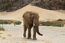 Das Umweltministerium Namibias sieht die Existenz der sogenannten Wüstenelefanten, generell der namibischen Elefanten, derzeit nicht gefährdet. Foto: Marc Springer