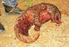 In Namibia werden Schuppentiere (Pangoline) zunehmend gewildert. Ihre Schuppen und ihr Fleisch sind begehrte Produkte auf dem asiatischen Markt. Eine namibische Initiative setzt sich für den Schutz dieser Tiere ein.