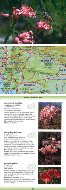 This is an excerpt from the Ecoguide Fynbos, by John Manning and Colin Paterson-Jones. ISBN 9781875093663 / ISBN 978-1-875093-66-3