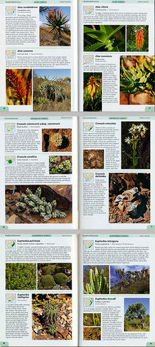 Excerpt from Gideon F. Smith's and Neil R. Crouch's Guide to succulents of Southern Africa (ISBN 9781770076624 / ISBN 978-1-77007-662-4)