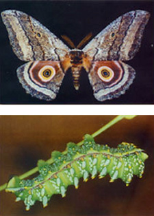 The Emperor Moths of Namibia, by Rolf Oberprieler. Photo: Gynanisa maja (Klug). a: male, Windhoek; b: 5th-instar larva, Nylstroom, South Africa