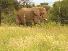 Freundlicher Elefant nach Farmbesuchen auf Nachhauseweg. Der von vielen Farmern als sanftmütig und behutsam beschriebene Elefantenbulle ist wieder auf dem Weg nach Nordnamibia.