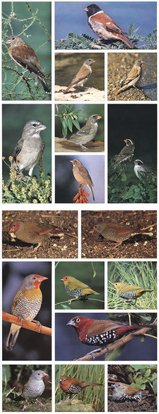 Sasol Southern African Birds. A photographic guide by Ian Davidson and Ian Sinclair.