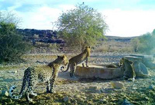 Leoparden im Gondwana Canyon Park, Namibia.