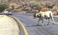 Namibia-Urlauber aufpassen: Gefahr durch Rinder an der Pad. Foto: Marc Springer