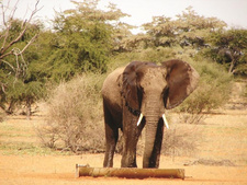 Namibia liebt den Kalahari-Elefanten.