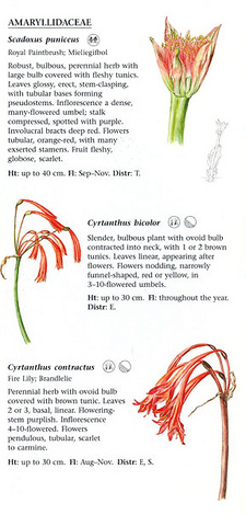 Illustrated Guide to the Wildflowers of Northern South Africa. Illustrations by Brenda Clark (1917-2012).