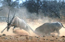 Diavortrag: Tierfotografien aus Etoscha, Namibia