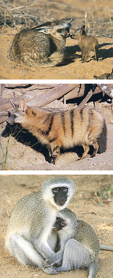 Field Guide to the Mammals of the Kruger National Park (Heike Schütze / ISBN 9781868725946)
