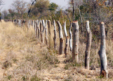 Illegale Siedler haben 90768 Hektar Buschmannland bei Tsumkwe eingezäunt. Die Polizei Namibias geht gegen den Landraub vor.
