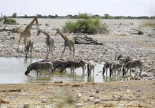 Abenteuer Namibia: Die Wüstenrallye (TV-Doku). Tiere am Wasserloch in Etoscha.