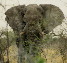 Ein argentinischer Jäger ist am 12.08.2017 auf der Farm Mopane im Kalkfeld-Bezirk Namibias von einem Elefanten angegriffen und getötet worden. Foto: Stefan Fischer/Archiv