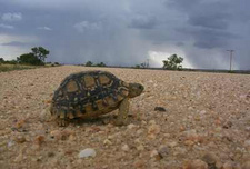 Namibia Wissenschaftliche Gesellschaft (NWG) unternimmt Reptilienexkursion.