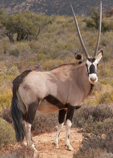 Ein bedrängtes Oryx hat im Raum Okahandja vermutlich einen berüchtigten Wilderer getötet.