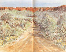 Eines der zahlreichen Illustrationen von Christine Marais in dem botanischen Führer Waterberg Flora. Wanderwege im Touristenlager. Verlag: Gamsberg Macmillan; Windhoek, Namibia 1998