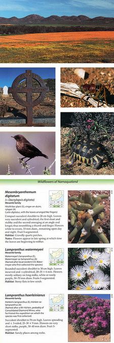 Namaqualand is a narrow stretch of semi-arid and arid country along the west coast of South Africa. Described in Ecoguide Namaqualand, by John Manning. ISBN 9781920217075 / ISBN 978-1-920217-07-5