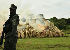 Gegensätzliche Politik des Artenschutzes in Afrika. Vernichtung von Elfenbein und Nashorn in Kenia. Foto: BBC world-africa