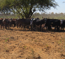 Namibias Regierung senkt die Bodensteuer um die unter der Dürre leidenden Farmen zu entlasten. Was diese Maßnahme für den andauernden Rechtsstreit um die Berechnungsgrundlage der Bodensteuer bedeutet, ist bisher ungewiss.