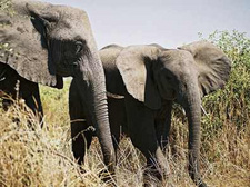 Das KAZA-Projekt: Ein Megapark für Elefanten. Aufbruch nach Angola, Filmreportage des hr.