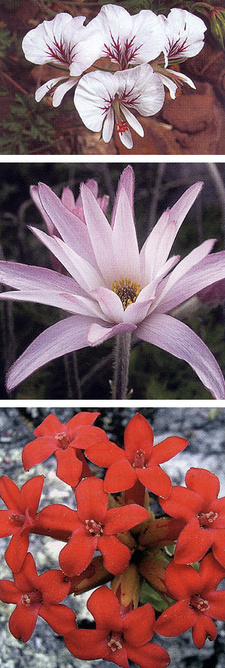 Common Wild Flowers of Table Mountain, by Hugh Clarke and Bruce Mackenzie. Authors: Hugh Clarke; Bruce Mackenzie. Struik Publishers, Cape Town, South Africa 2007. ISBN 9781770073838 / ISBN 978-1-77007-383-8
