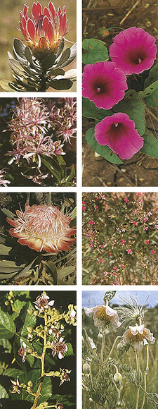 Images from the Field Guide to the Wild Flowers of the Highveld by Braam van Wyk and Sasa Malan. ISBN 9781868720583 /ISBN 978-1-86872-058-3