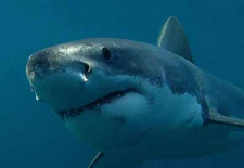 Unter weißen Haien: Die Allee der Haie vor Südafrika: Film-Dokumentation von 3sat.