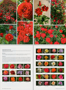 This is how Ludwig Taschner’s book on South African roses looks inside. (ISBN 9781770078031 / ISBN 978-1-77007-803-1)