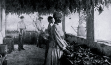 Neues vom Tabakanbau in Südwestafrika (1910): Rupfen und Entrippen der Tabaklätter.