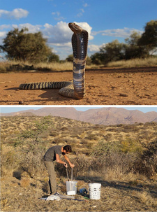 Der ehrenamtliche Schlangenexperte und Schlangenfänger der Snake Conservation Association of Namibia (SCAN), Félix Vallat, rettet Schlangen aus Wohngebieten und setzt diese in unbewohnten Regionen Namibias aus. Foto: Milena Schwoge