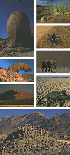 Namibia: Die Wüste des Lebens, von Olivier Grunewald und Bernadette Gilbertas.