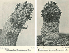 Sukkulentenforschung in Südwestafrika, II. Teil: Gustav Winter Verlag. Herrnhut (Sachsen), 1928. Foto: Trichocaulon Delaetianunm Dtr. und Trichocaulon keetmanshoopense Dtr.