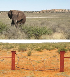 Namibia hat Elefantenbesuch: Aus dem südafrikanischen Teil des grenzüberschreitenden Kgalagadi-Parks wanderte vor einigen Tagen ein grauer Riese auf roten Sanddünen über die Grenze nach Namibia.