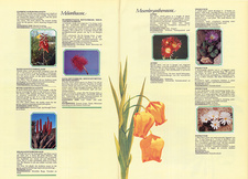 Illustrasies uit 'Ons Veldblomme Erfenis' (H. B. Rycroft; Botanical Society of South Africa)