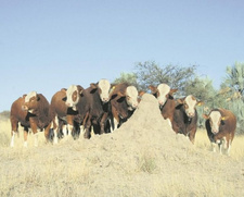 121 Jahre Simmentaler Rinderrasse in Namibia. Foto: Wayne Southwood