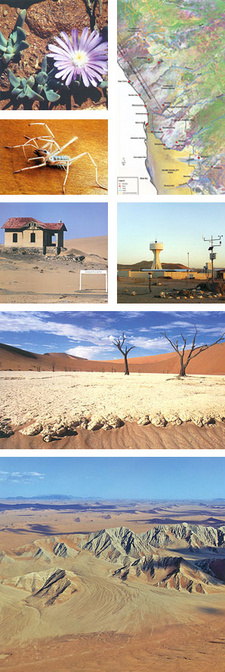 Images taken from Mary Seely's and John Pallet's book 'Namib: Secrets of a desert uncovered'. (ISBN 9780869767818 / ISBN 978-0-86976-781-8)