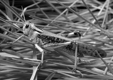 Einiges über die Wanderheuschrecken in Südwestafrika, von Fritz Gaerdes. Braune Wanderheuschrecke (Locusta pardalis).