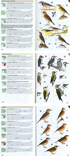 Chamberlain's Birds of Africa south of the Sahara Edition 2010, by Ian Sinclair and Peter Ryan.