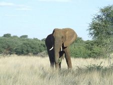 Elefantenbulle grast seit zwei Wochen auf Farm Edna.