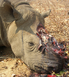 Nashorn-Wilderei: Wut auf Umweltministerium Namibias